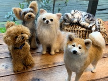 photos